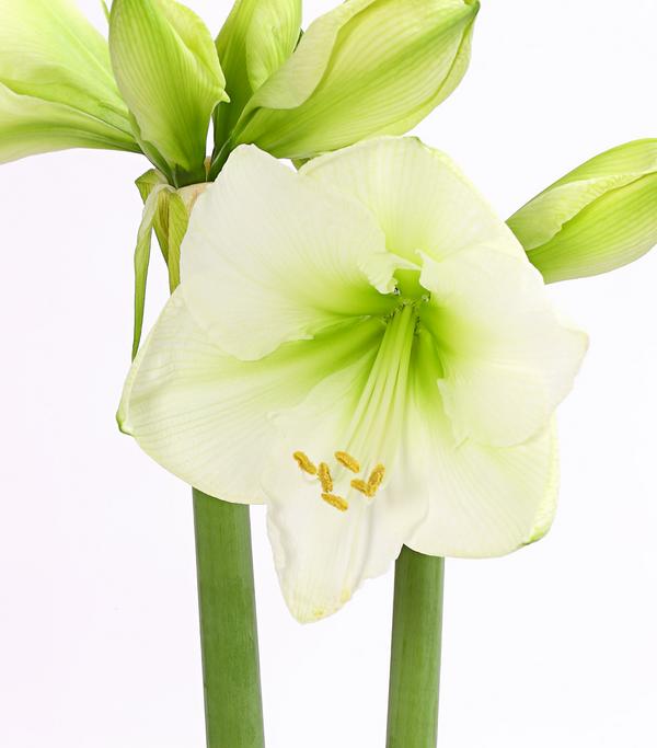 Amaryllis - Hippeastrum 'Superzwiebel',