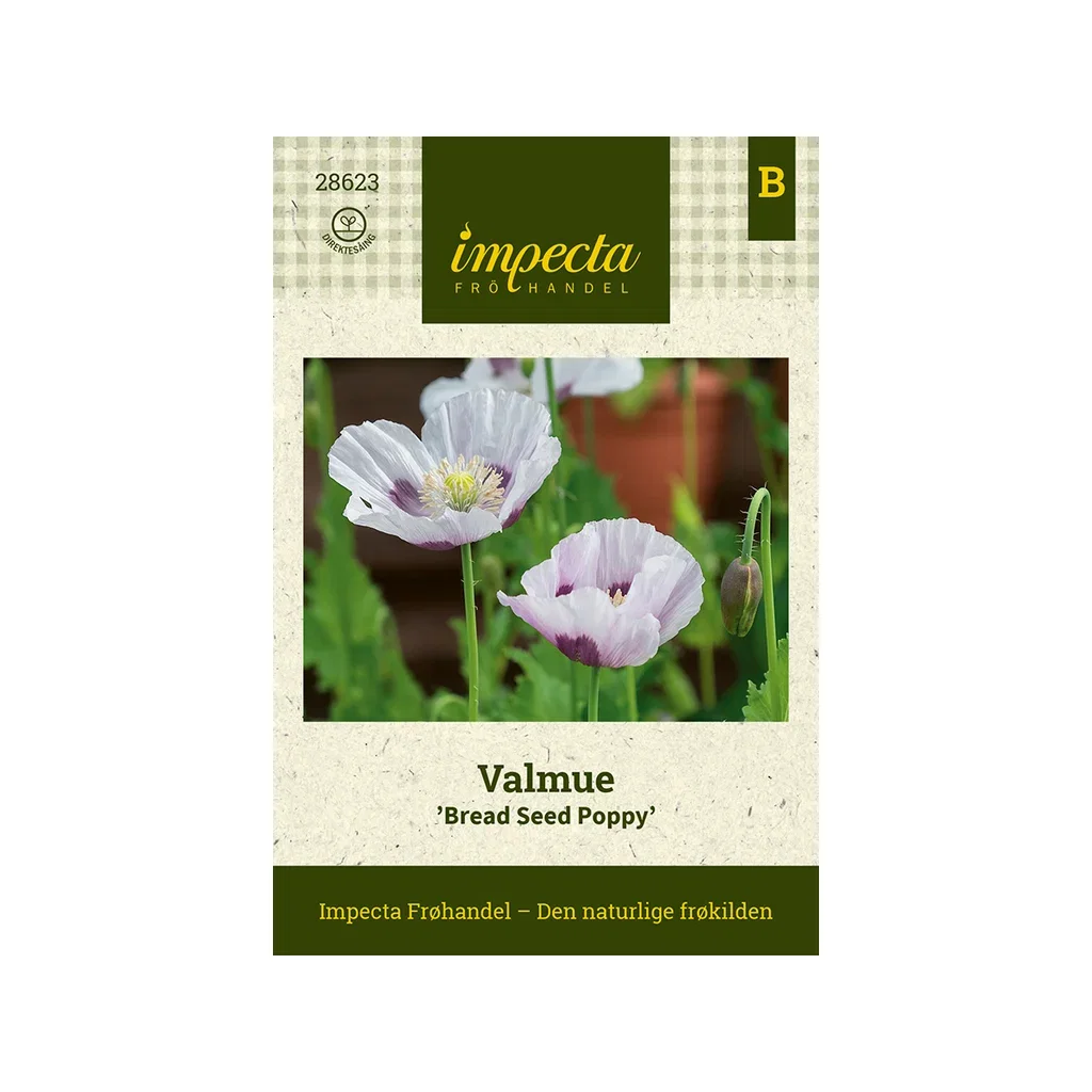 Papaver somniferum 'Bread Seed Poppy' Valmue 'Bread Seed Poppy'