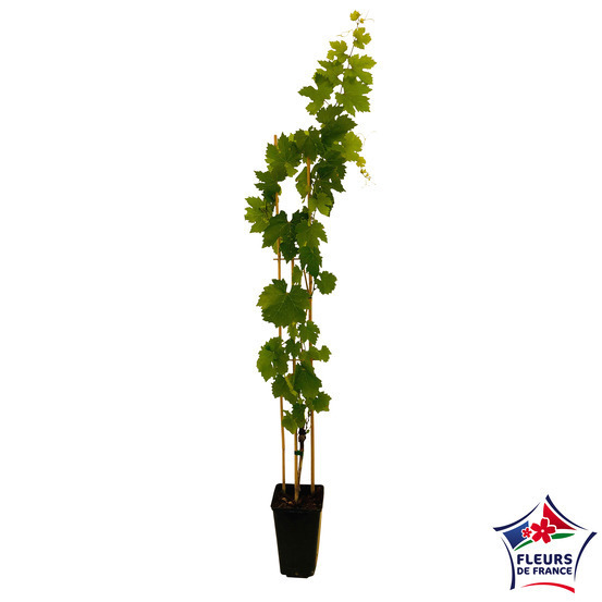 Vigne : pot de 3 litres