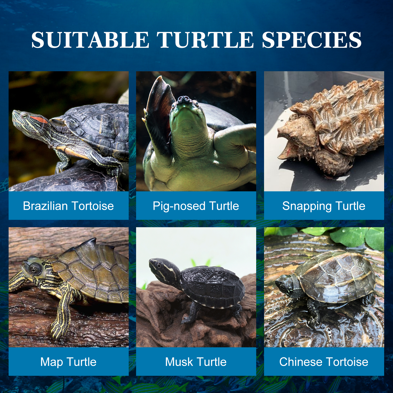 Alimento para tartarugas marinhas e cágados Nobleza, feito com camarões de rio naturais de alta qualidade, 80g / 750ml
