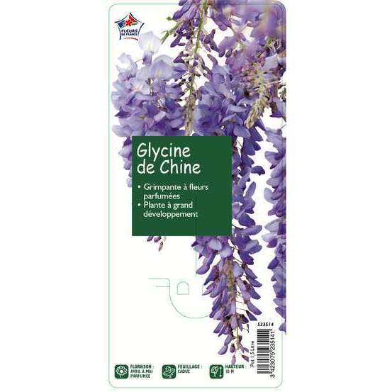 Wisteria sinensis, pot 1.5 litres