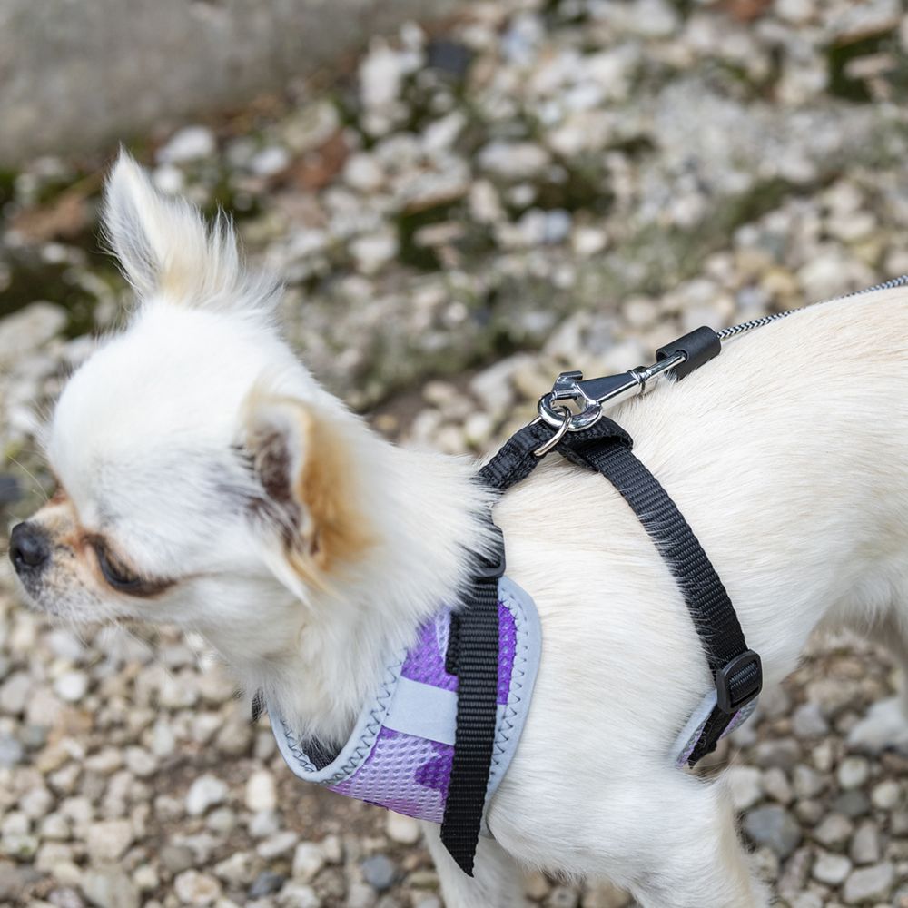 Laisse extensible pour petits chiens flippy one cord mini, cordon rétractable 3 m, max 8 kg, rose