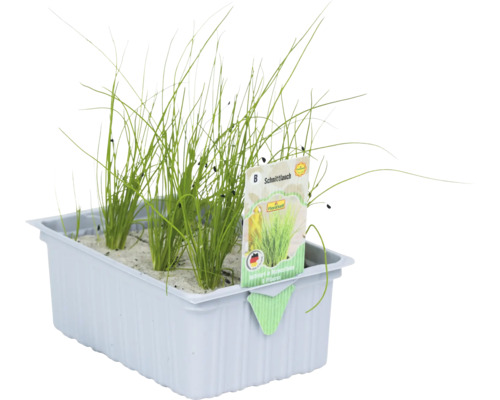 Chives FloraSelf Allium schoenoprasum 'Staro' 6-pack