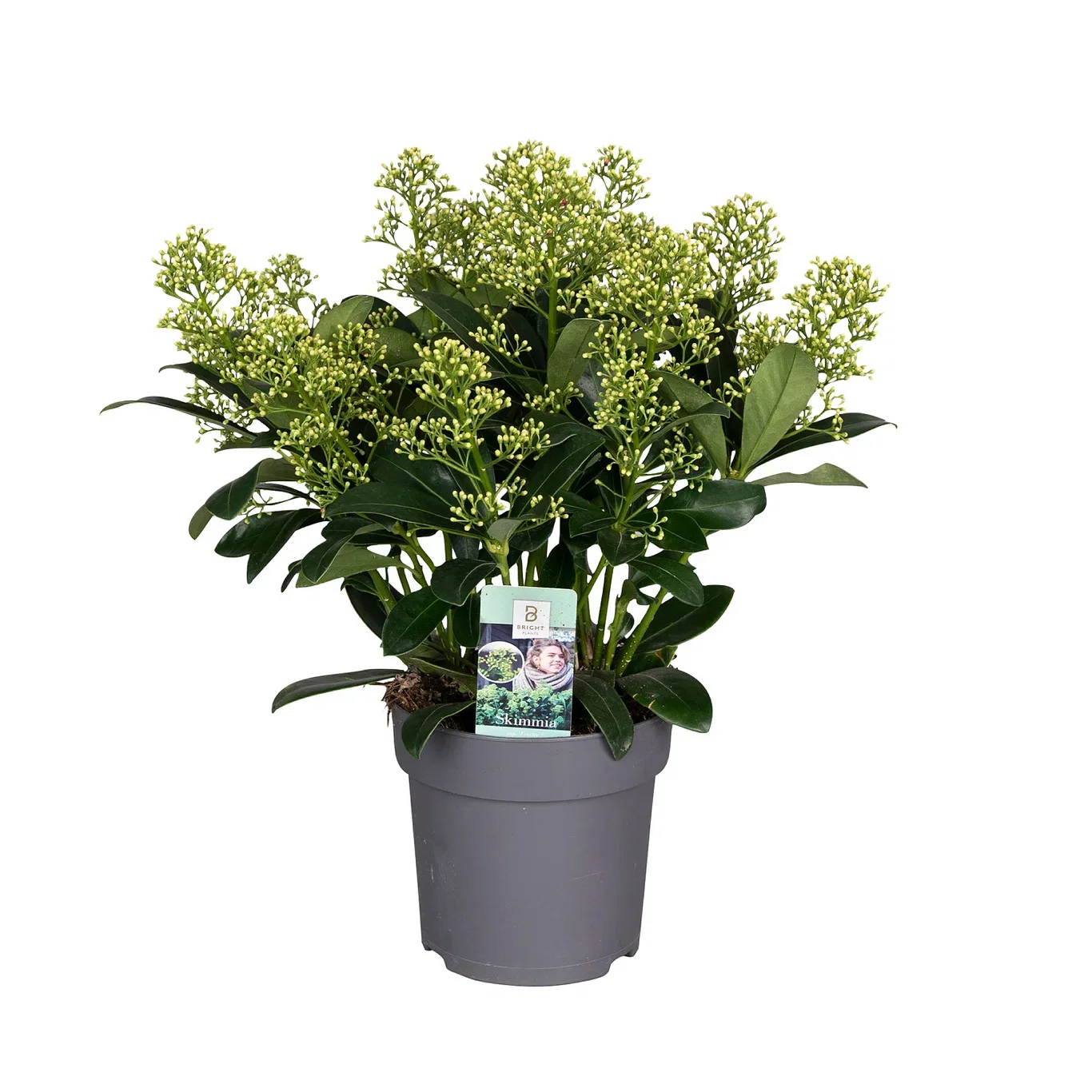 Skimmia japonica 'Finchy' Skimmia 'Finchy' Ø15 cm