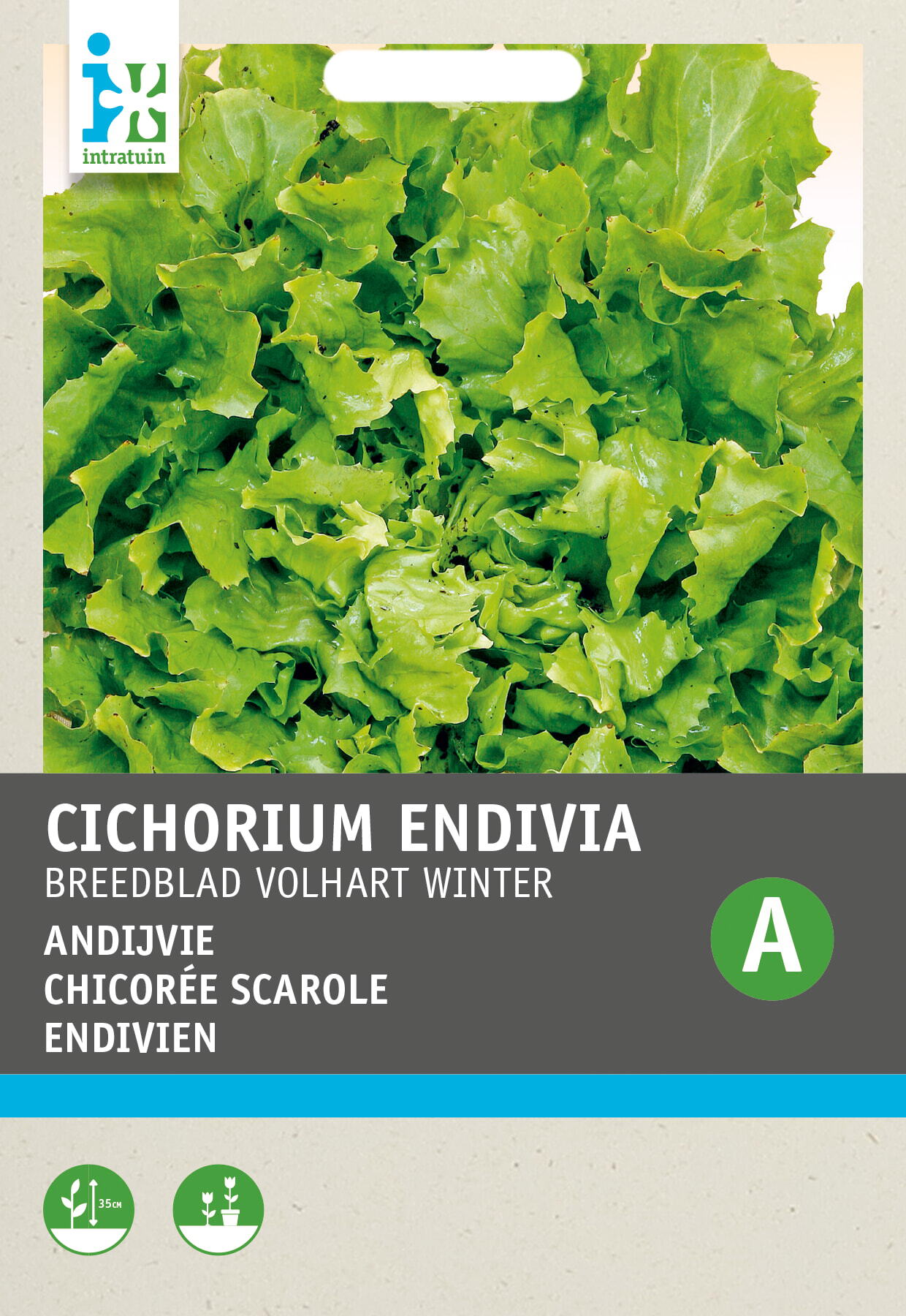 Intratuin groentezaad Andijvie (Cichorium endivia 'Breedblad Volhart')