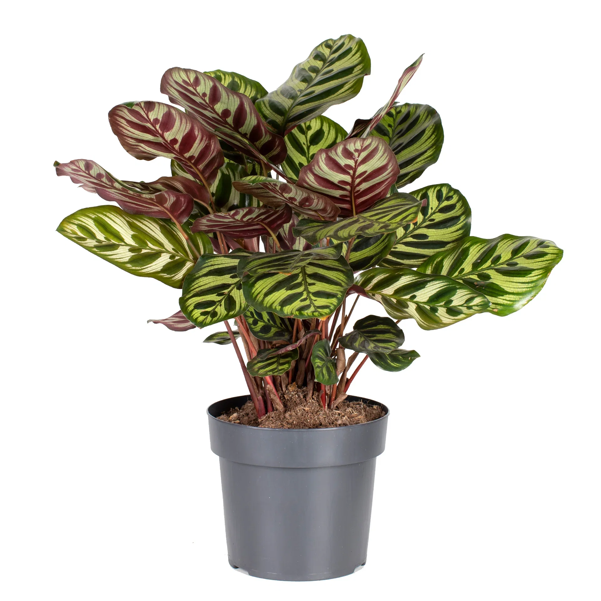 Goeppertia makoyana Calathea 'Makoyana' Høyde 50 cm