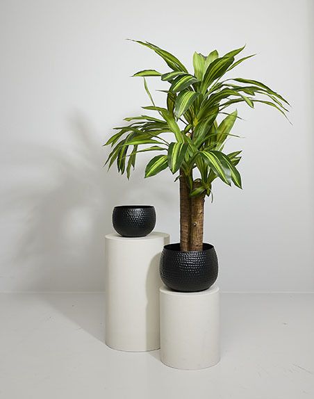 Dracaenaplante