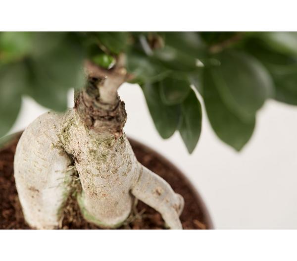 Chinesische Feige - Ficus microcarpa