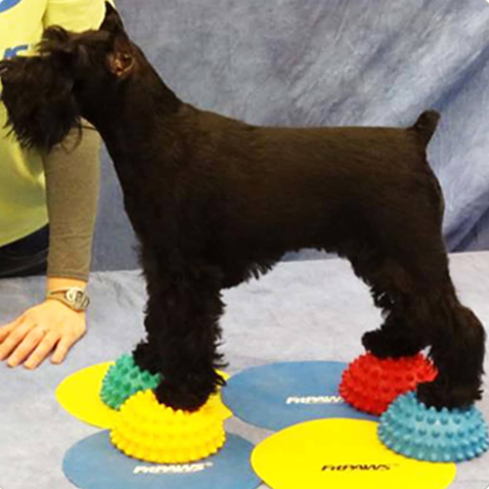 Plots de patte d'équilibre pour animaux de compagnie 4 pcs