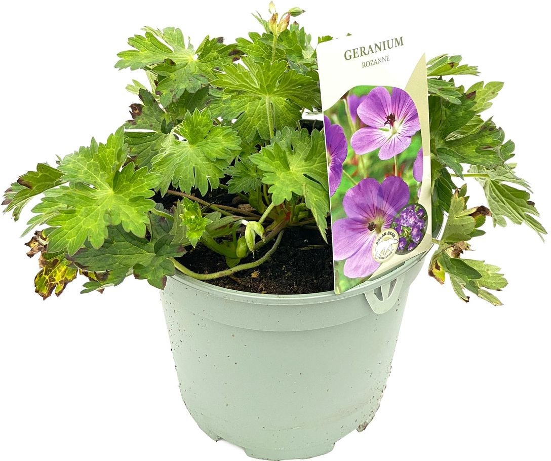 Ooievaarsbek (Geranium sanguineum 'Rozanne') D 17 H 25 cm