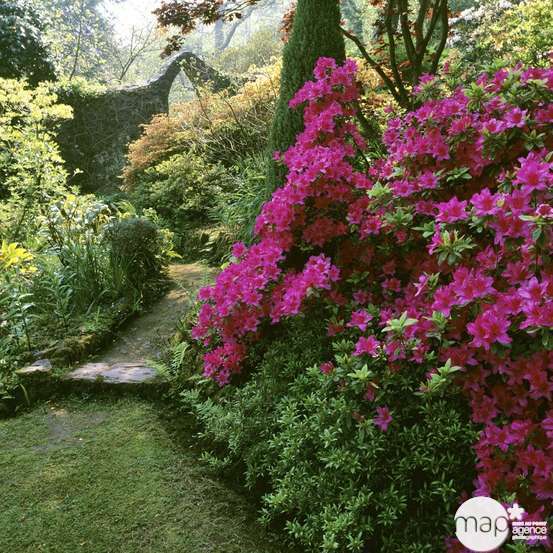 Azalea japonica : H 20/25 cm, ctr 2 L