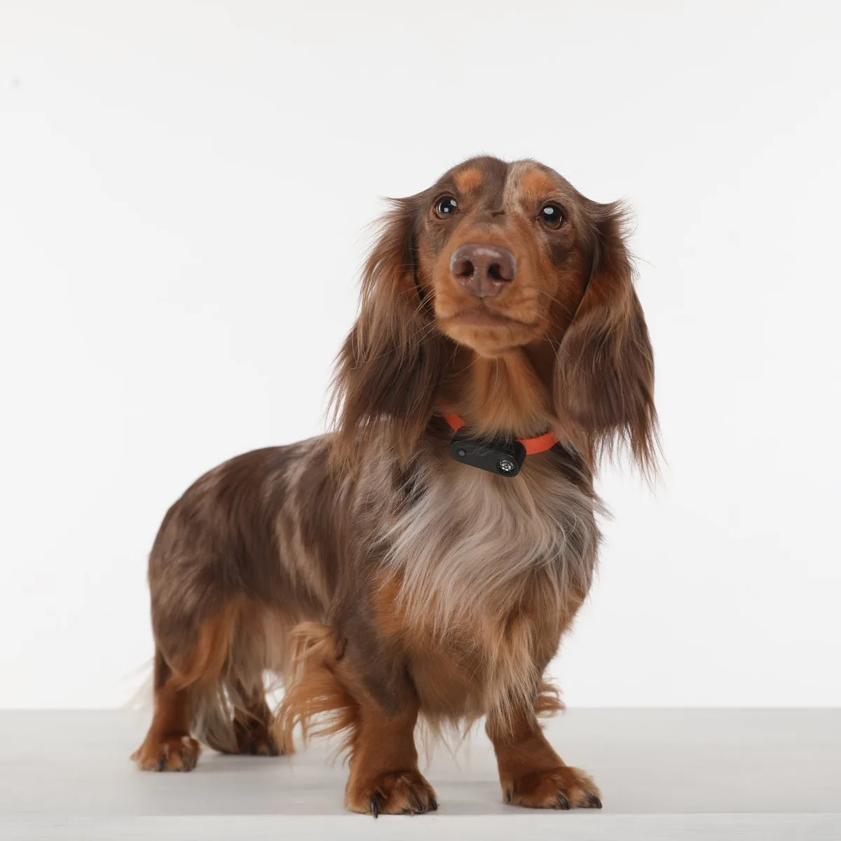 Tickless Mini Dog Rose Gold