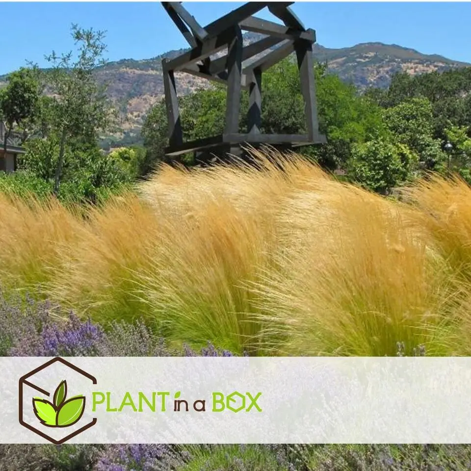 Vedergras - Set van 6 - Stipa tenuifolia 'Pony Tails' - Hoogte 20-30cm - ⌀9cm