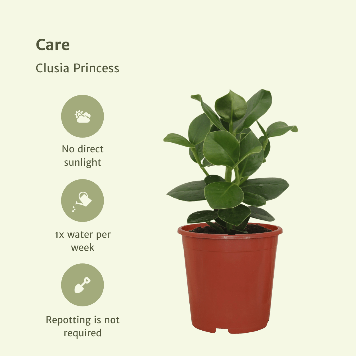 Plante d'intérieur - clusia princess - lot de 2 15cm