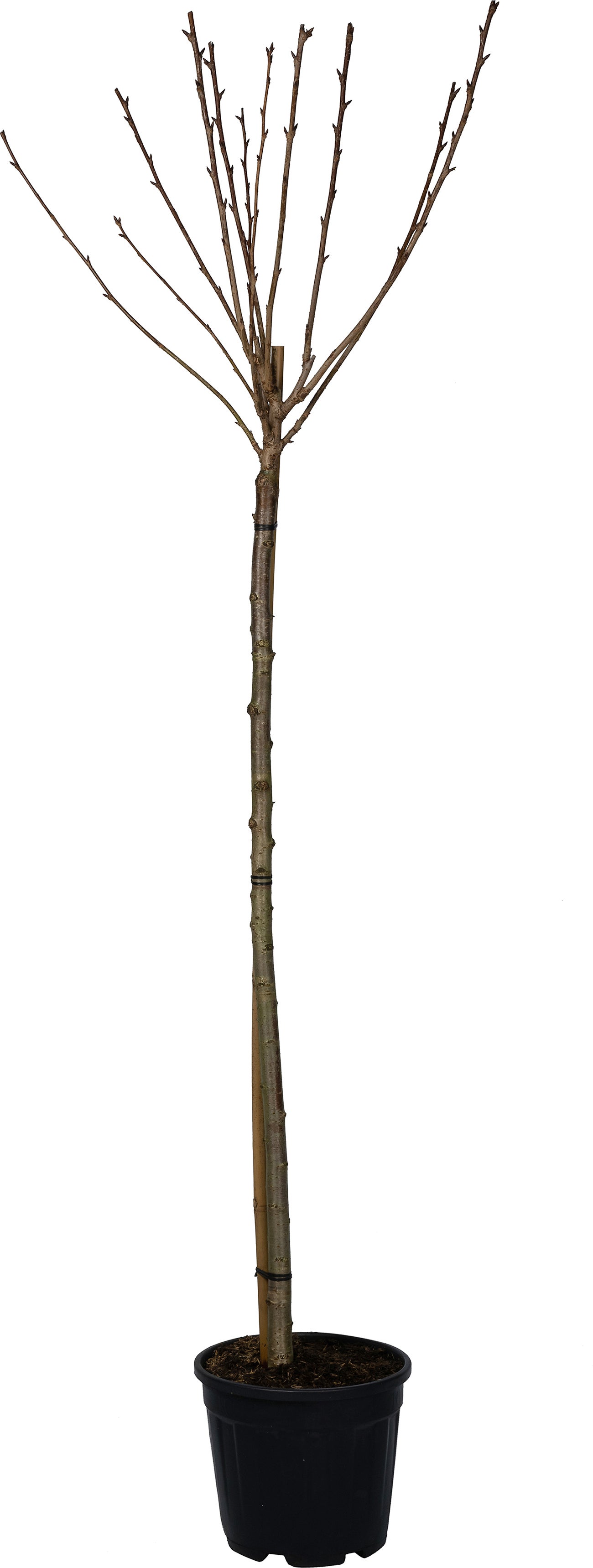 Japanse sierkers (Prunus serrulata 'Kanzan') D 28 H 120 cm