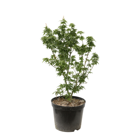 Acer palmatum 'koto hime' : C5L h.30/40cm