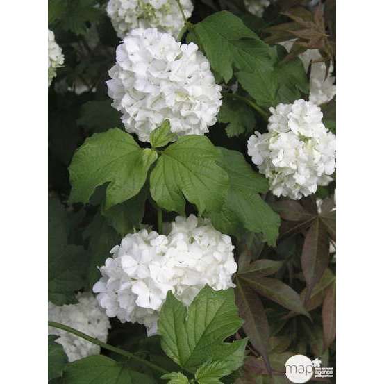 Viburnum opulus ' Roseum ' : H 60/80 cm ctr 4 litres