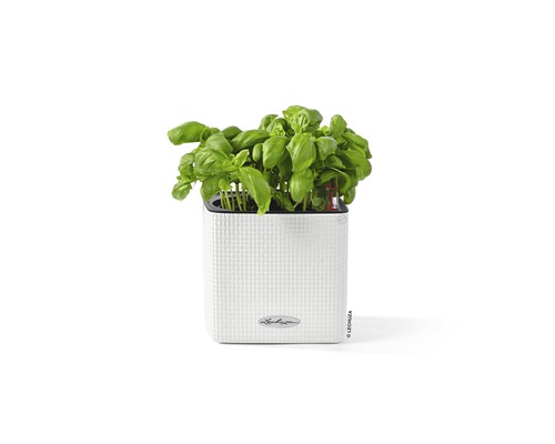 Lechuza Cube Color kunststof bloempot, 14x14x14 cm, wit, inclusief zelfbewateringssysteem en waterniveau-indicator