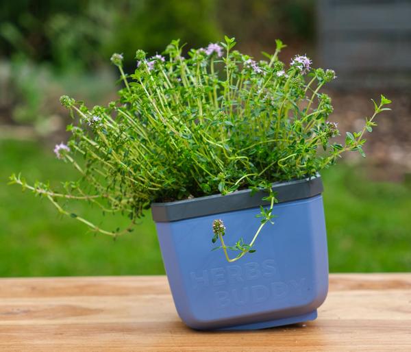 Gusta Garden Kräutertopf Herbs Buddy, ca.