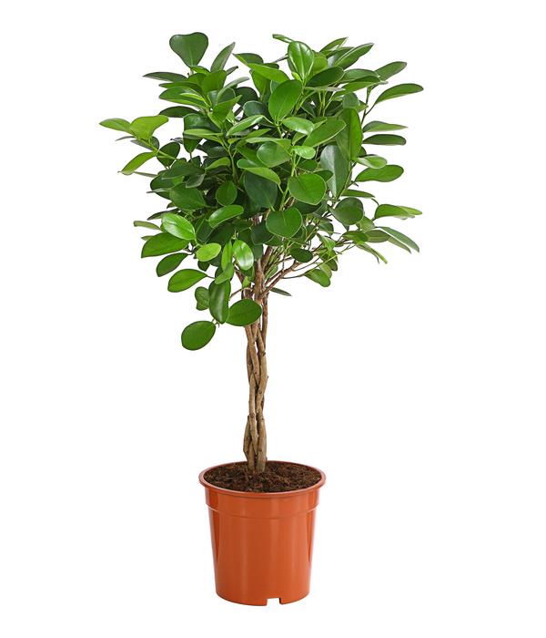 Lorbeer-Feige - Ficus microcarpa 'Moclame',