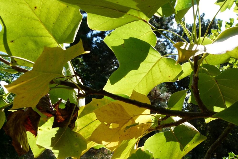 Jardin dans le sac - tulipier de virginie - 20 graines - liriodendron tulipifera