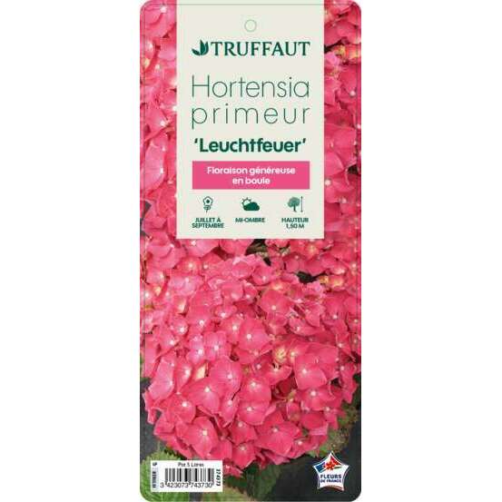 Hydrangea Prim.Leuchtfeuer : C 5L (rouge sombre)