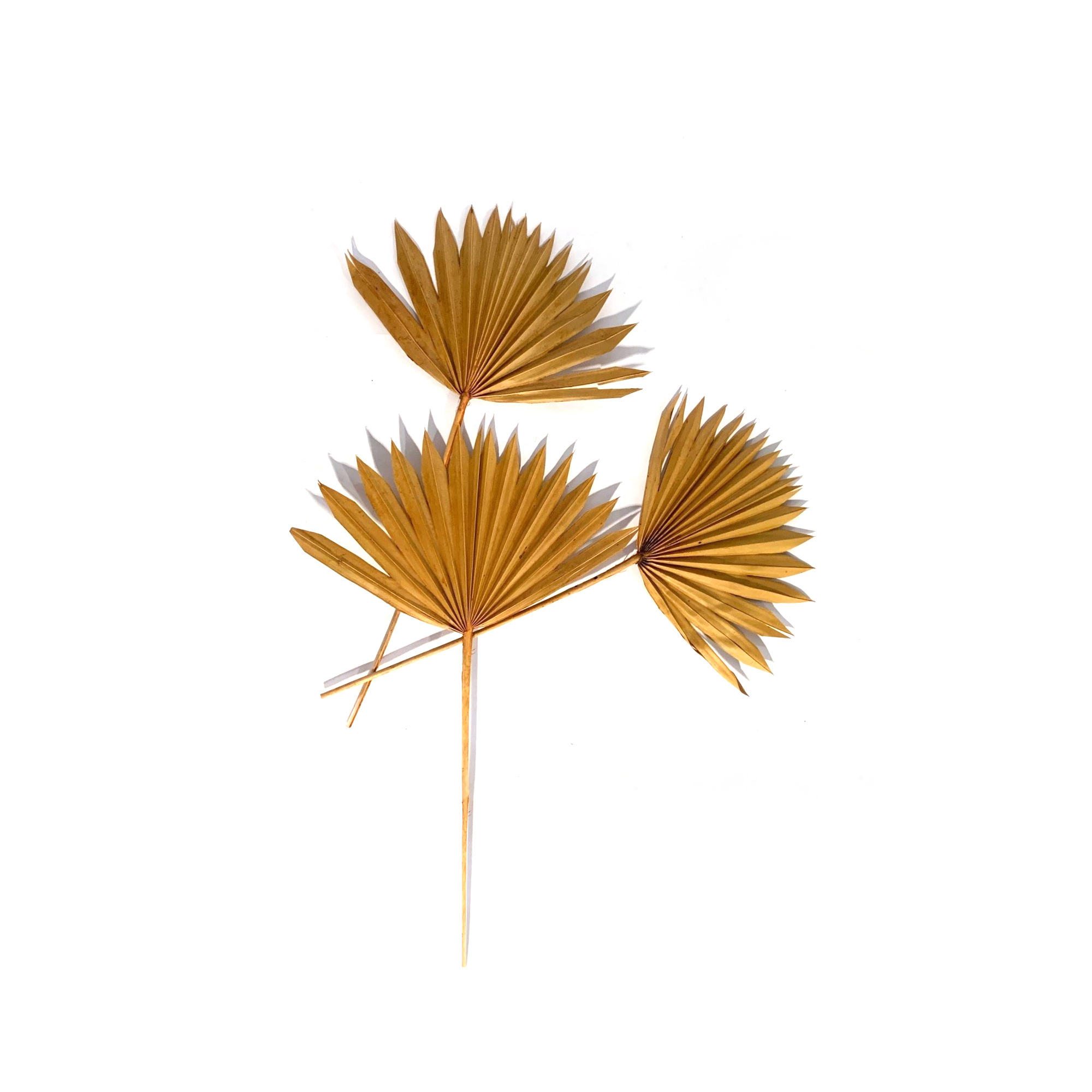 Palmblätter gelb, H 60 cm, B 35 cm von fischer's lagerhaus