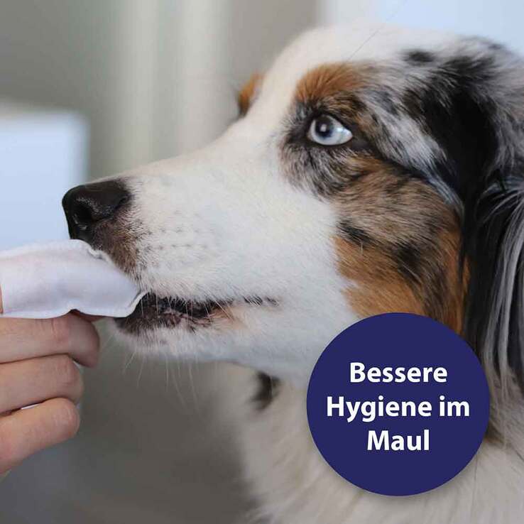 Canosept Zahnpflege Finger-Pads für Hunde, 50 St