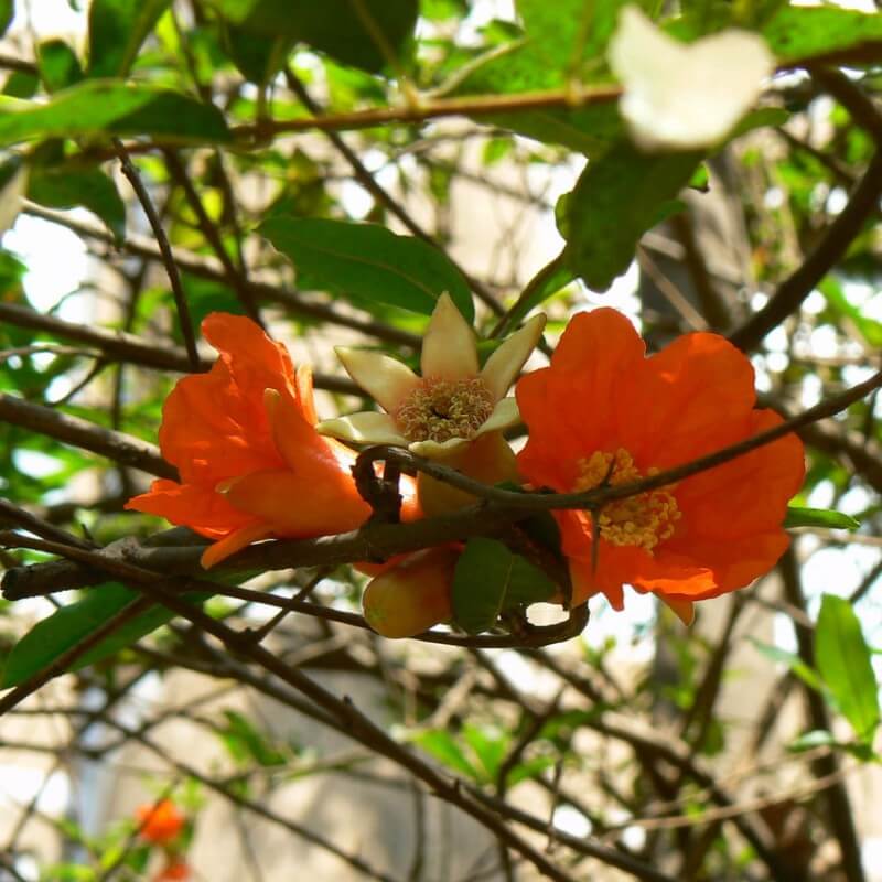 Grenadier (punica granatum) - godet - taille 13/25cm