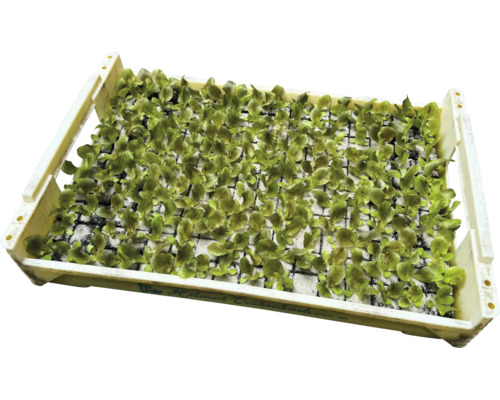 Biologische groentezaailingen, groentesoorten los met kluit/potgrond