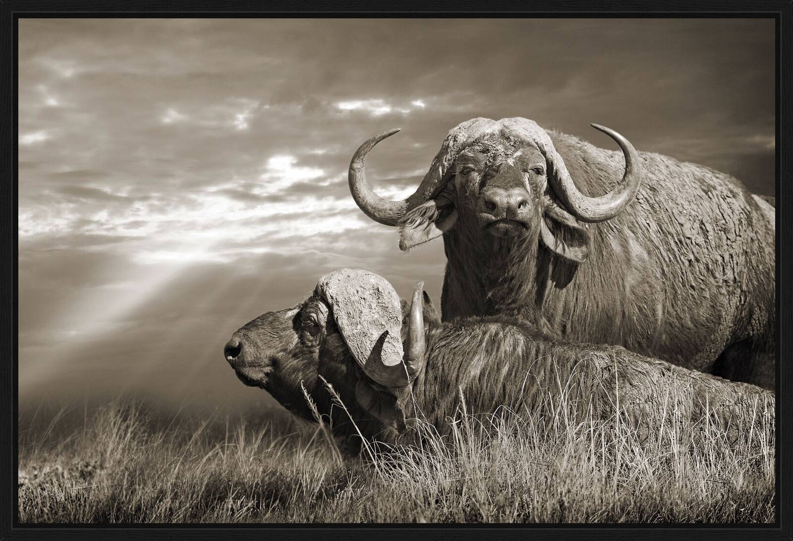 Serengeti Buffaloes, Tanzania by Horst Klemm - Limited Edition. Edition of: 100. Signed.