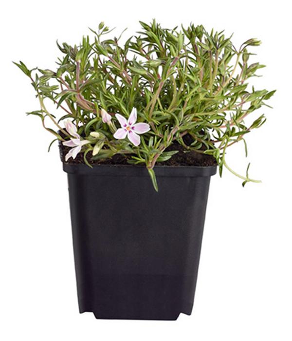 Bio Teppich-Phlox 'Candy Stripes'