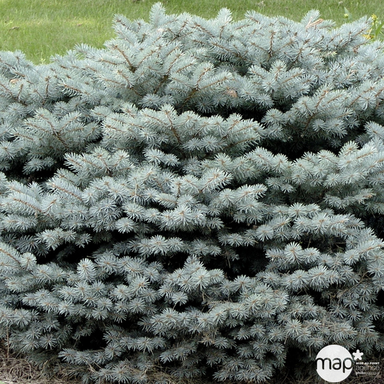 Epicéa du Colorado ( Picea pungens) 'Glauca Globosa' 20/30 : pot 3L