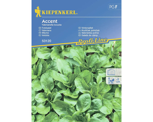 Veldsla Accent Kiepenkerl Zaden met open pollinatie Slazaden
