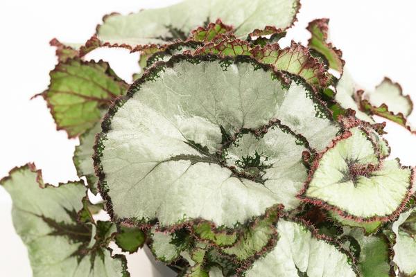 Blattbegonie - Begonia rex-Hybride,