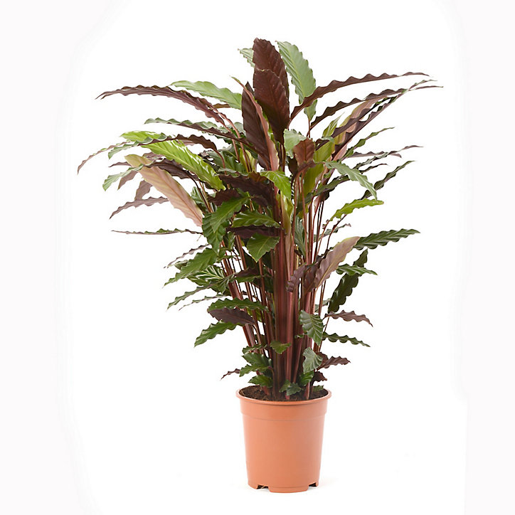 Calathea waves en pot plastique 21cm