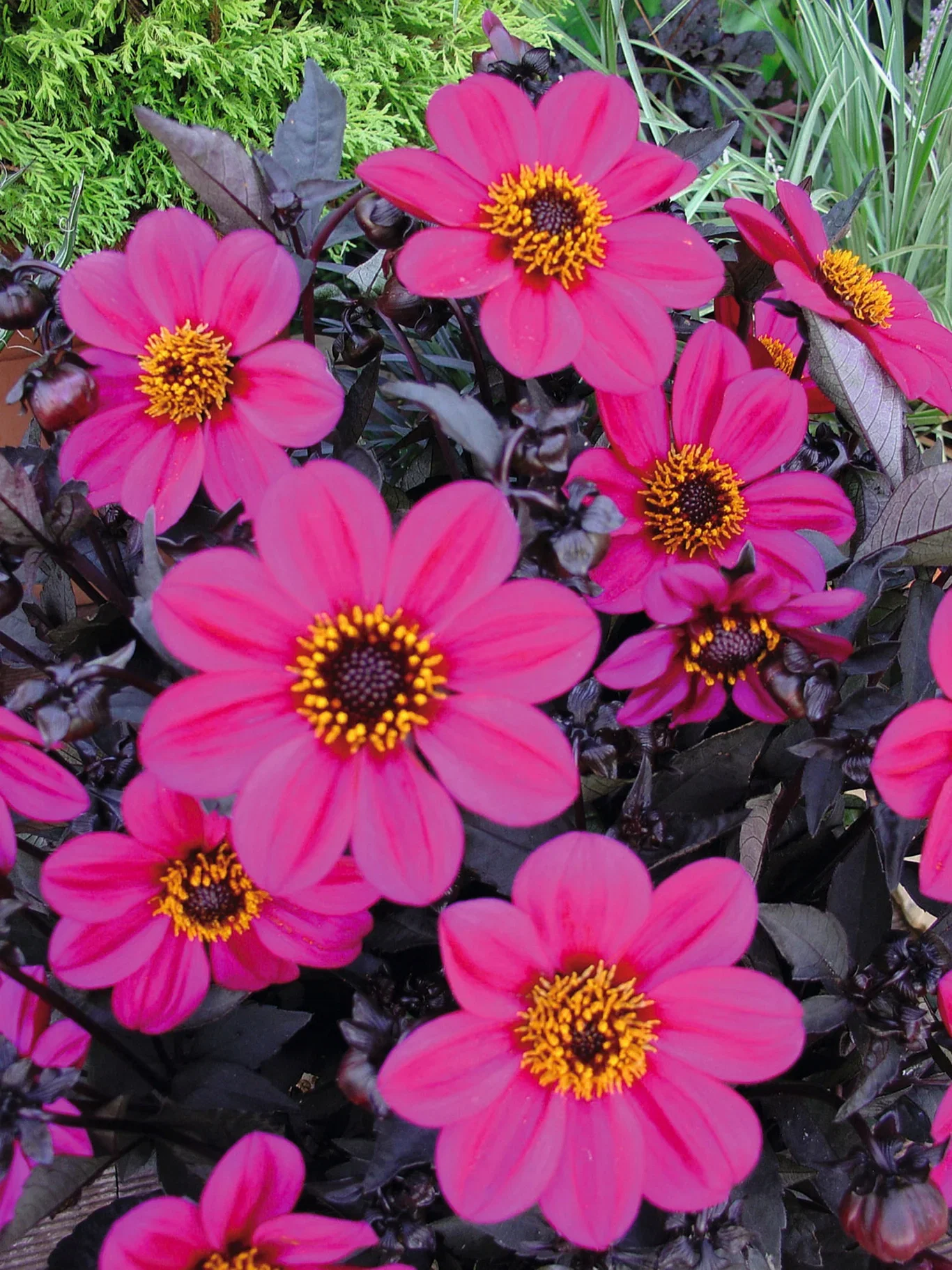 Cuttings Dahlia Georgine stikling Ø6 cm