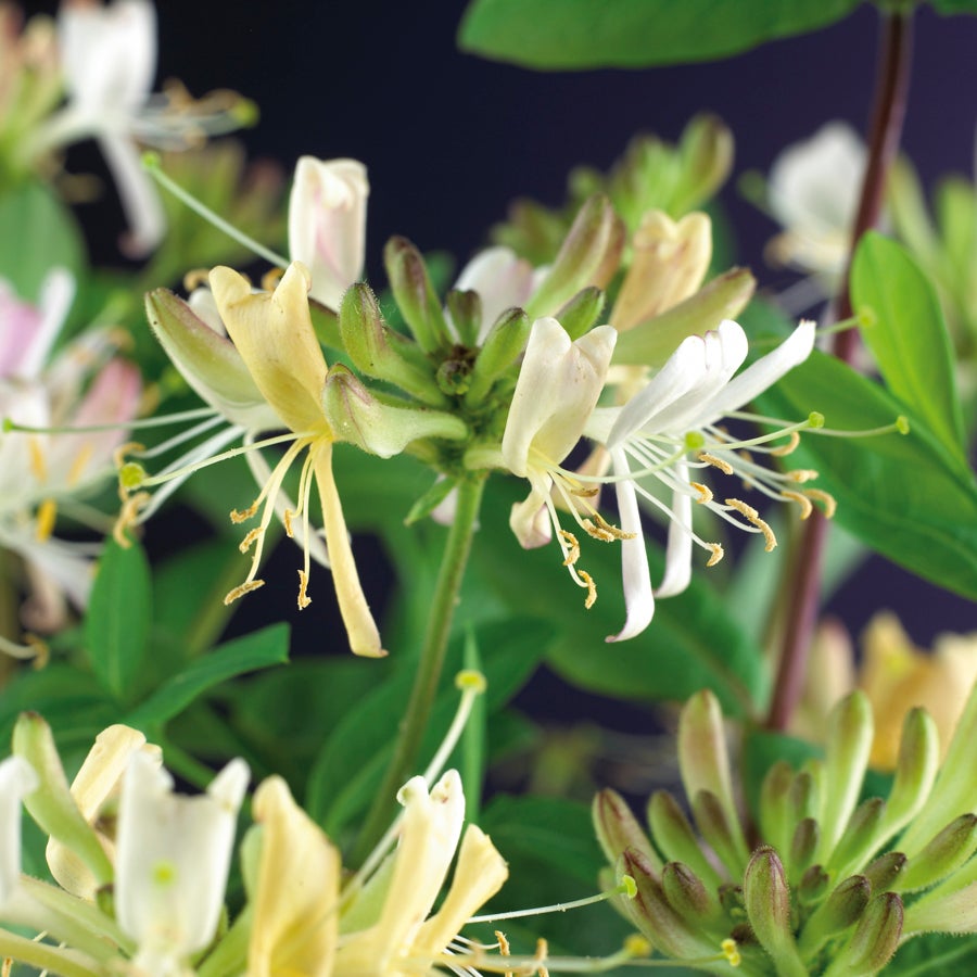 Kamperfoelie (Lonicera periclymenum 'Belgica Select') D 23 H 117 cm