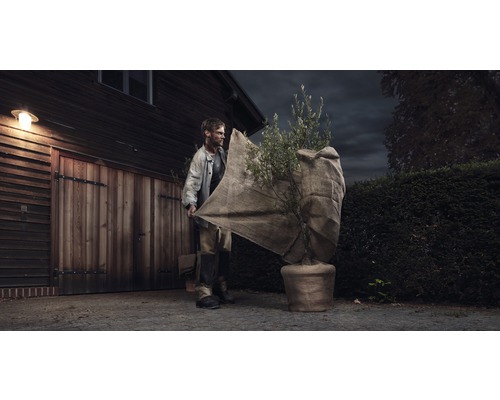 Olijfboom FloraSelf Olea europaea H 120-140 cm Ø 40 cm pot