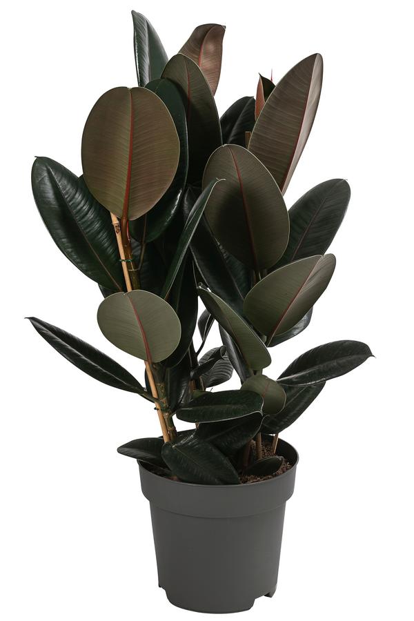 Gummibaum - Ficus elastica 'Abidjan'