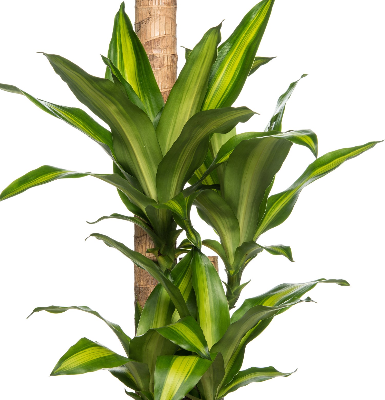 Drakenbloedboom (Dracaena fragrans 'Massangeana') D 24 H 125 cm