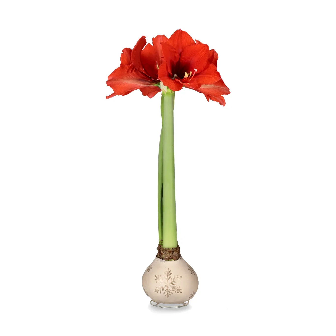 Hippeastrum x hortorum Vokset amaryllisløk XXL Omkrets 38 cm