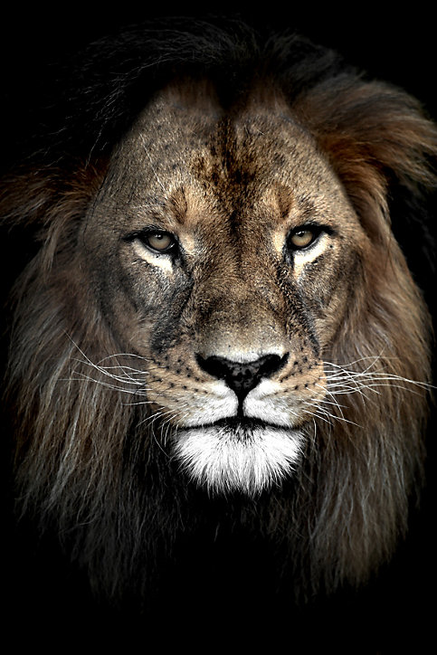 Toile Lion portrait couleur Ceanothe L.65 X L.45 cm
