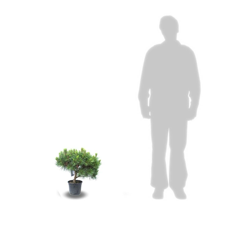 Pin noir nigra pierrick bregeon®/pinus nigra pierrick bregeon®[-]pot de 3l - 20/40 cm