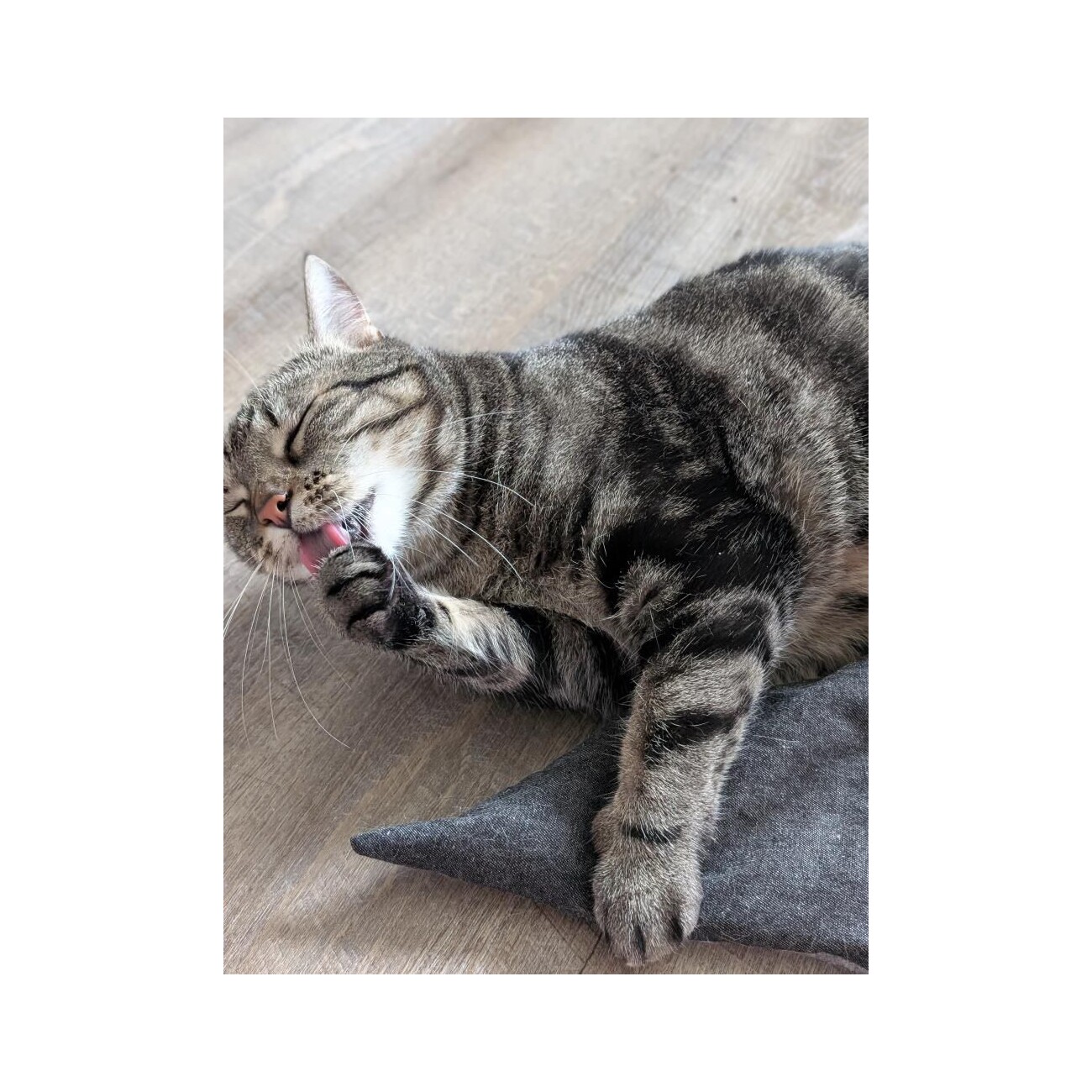 Kater Kasimir 4 x Mausbert - Die 2-in-1 Spielmaus für Katzen, handgemacht aus BIO-Baumwolle mit BIO-Katzenminze-, BIO-Baldrian- und Matatabi-Füllung