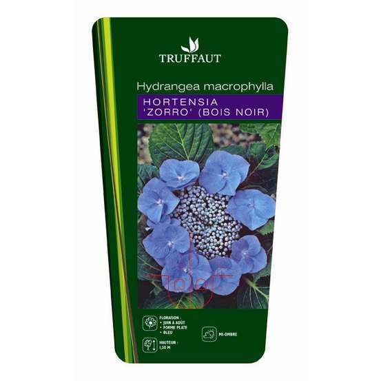 Hydrangea macrophylla ' Zorro bleu '® : conteneur 5 litres