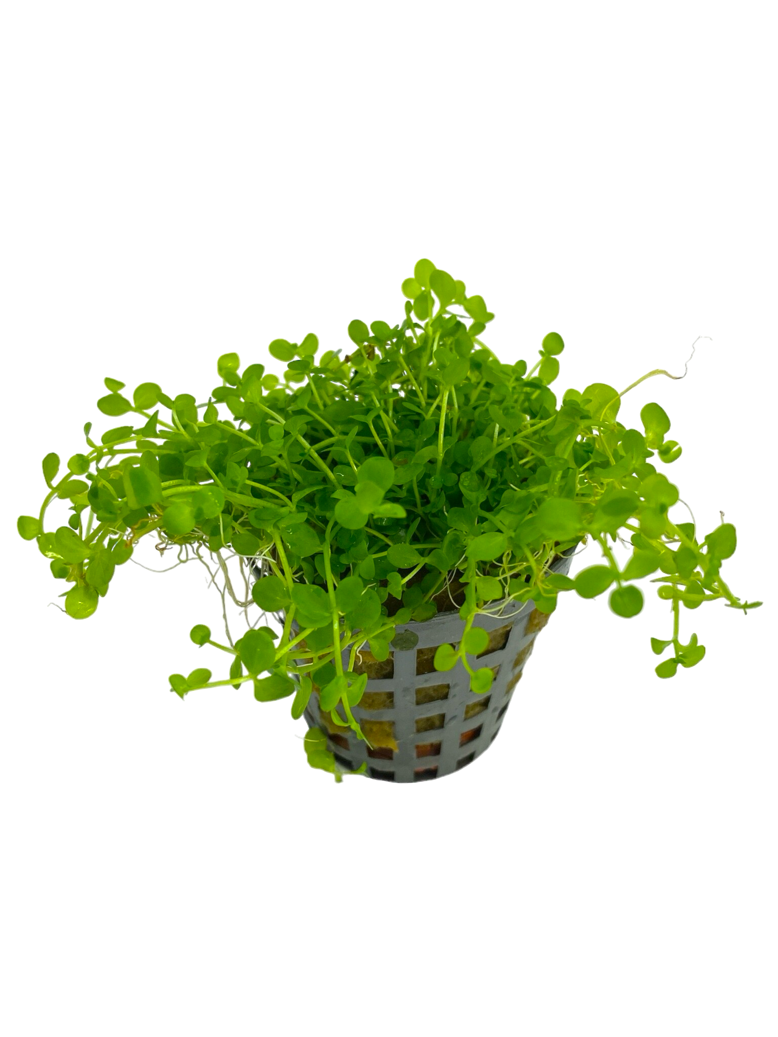 Waterplant Micranthemum Monte Carlo Pot