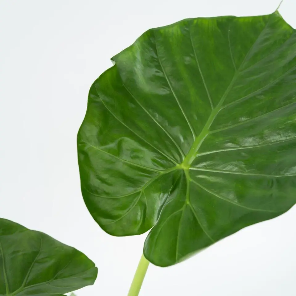 Olifantsoor - Set van 2 - Alocasia 'Macrorrhizos' - Hoogte 60-70cm - ⌀17cm