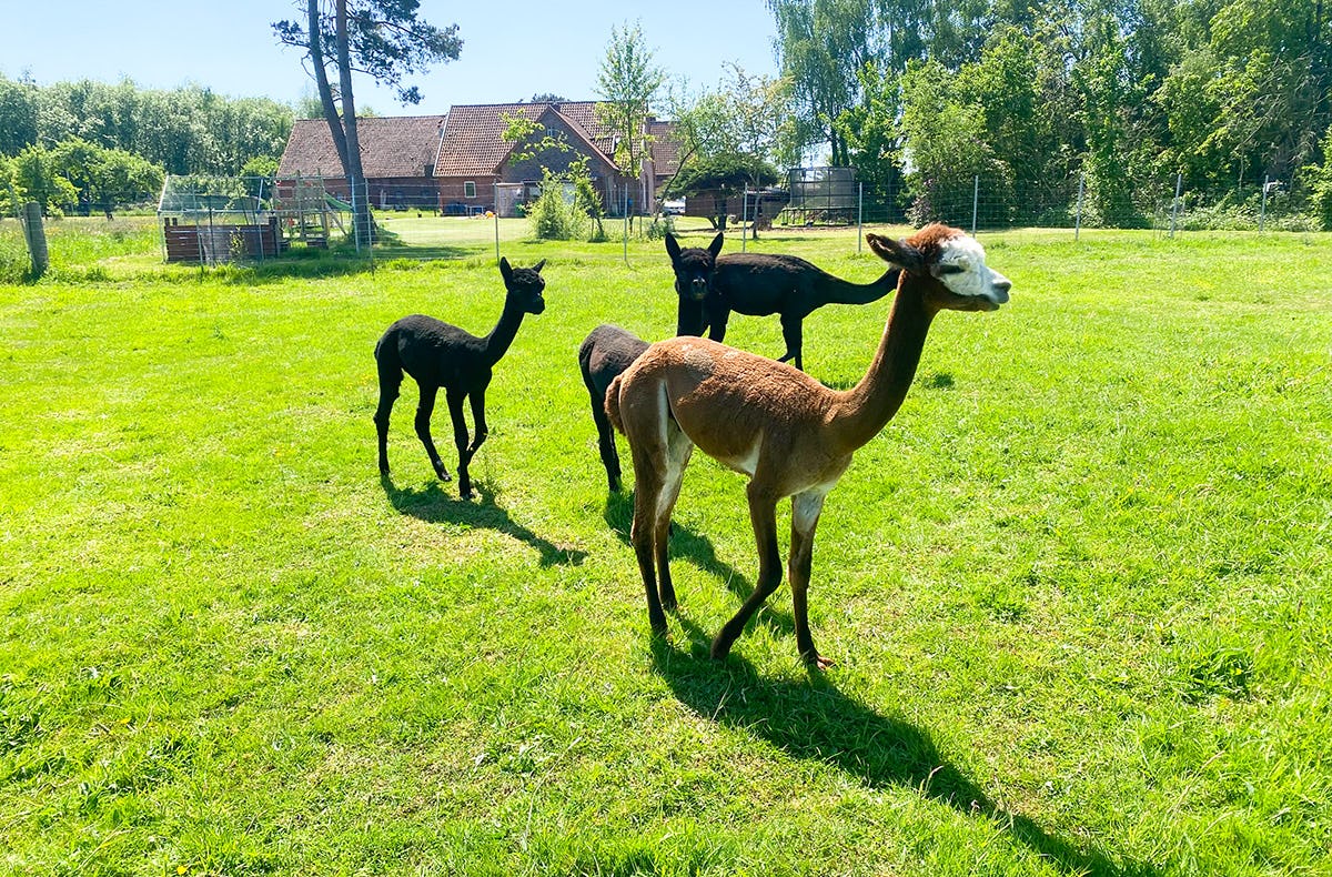 Alpaka Picknick für 2 Petershagen