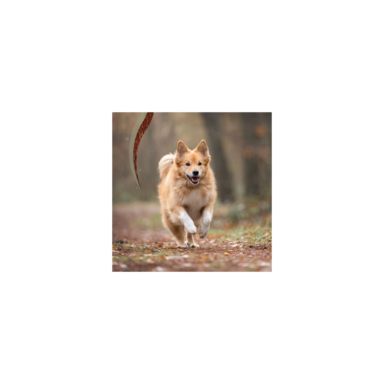 Doderm Hydro RepairGel Pet 50ml